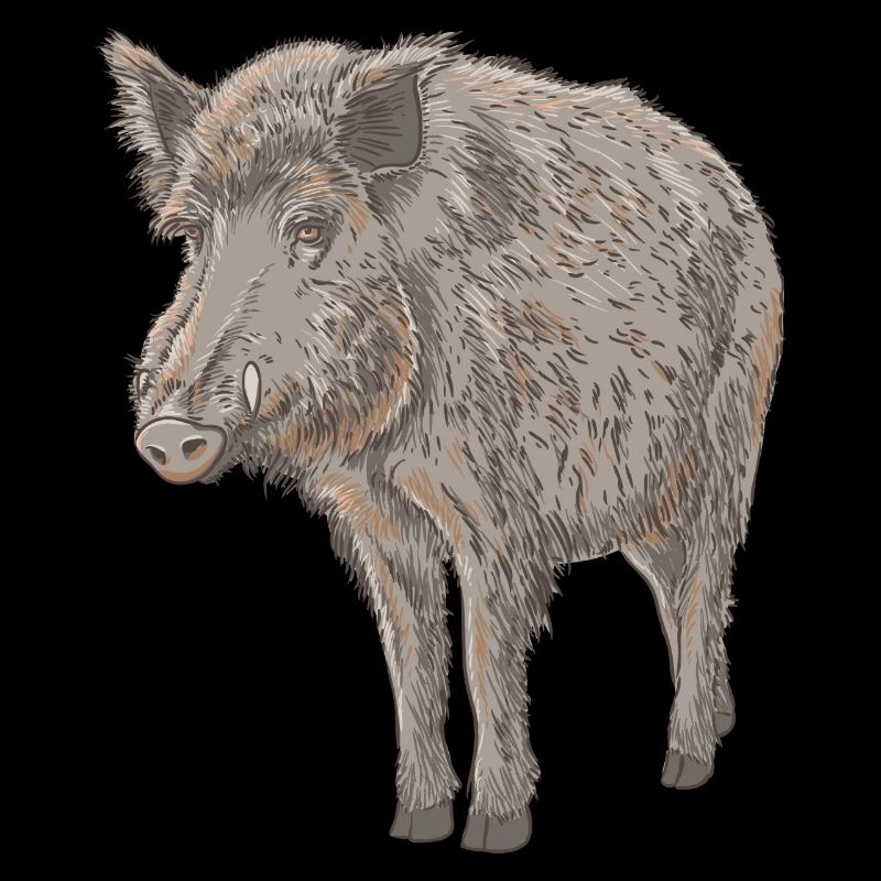 Boar