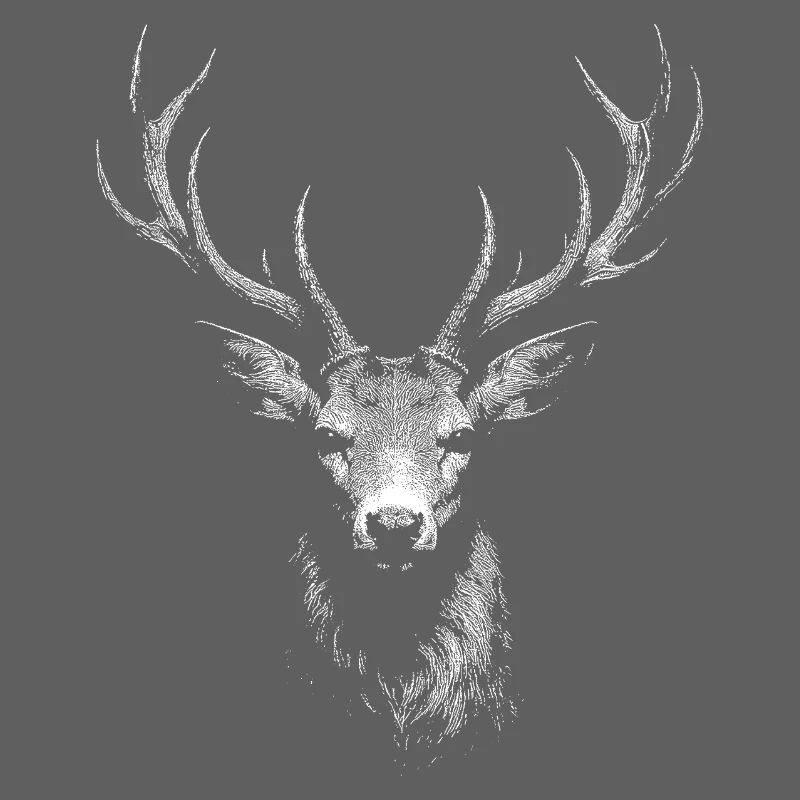 roe deer