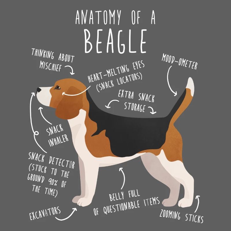 Anatomie des Beagle-Hundes