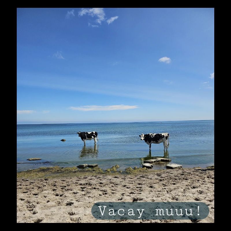 Vacation, muuu