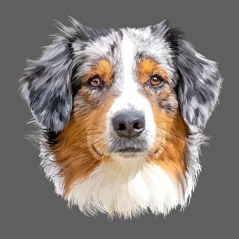 Australian Shepherd