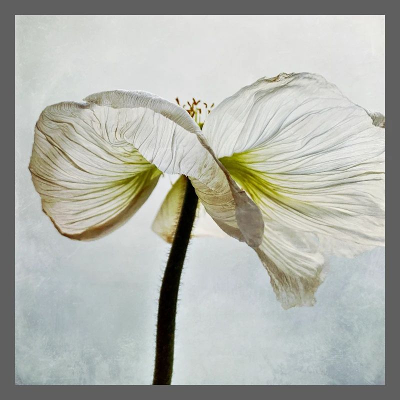 Fleur de pavot blanc