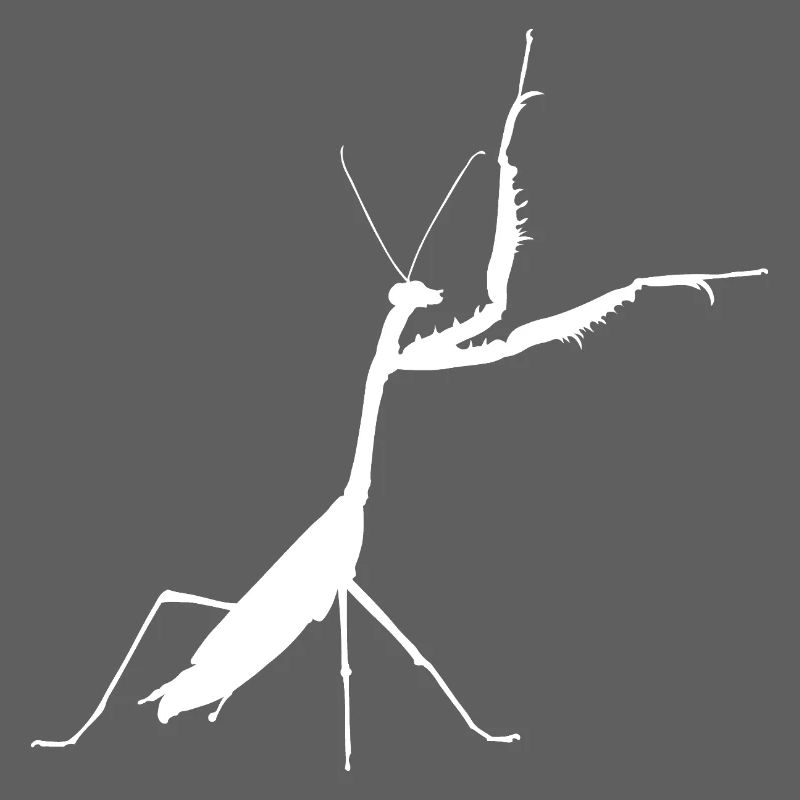 Praying mantis white