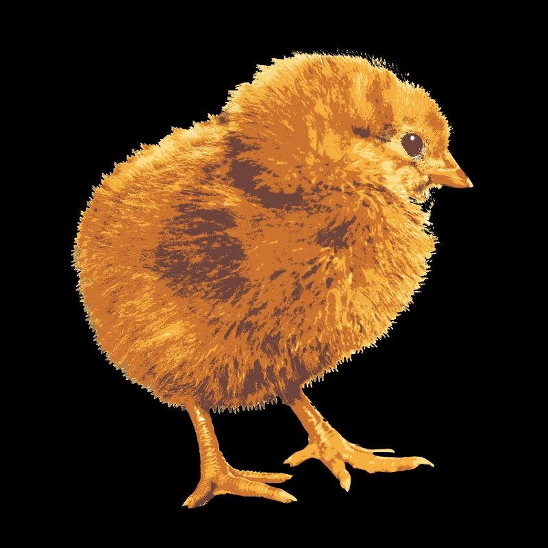 Chickens Fans - - Rooster - Chicks