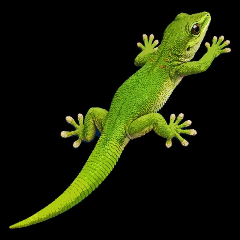 Escalade de gecko 1