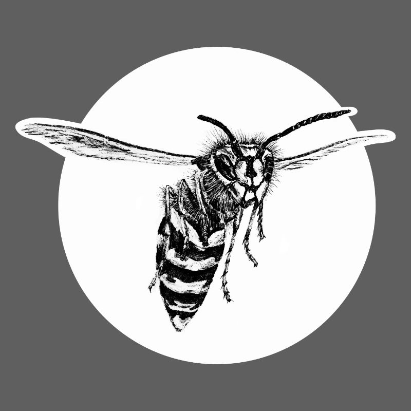 Guêpe - Abeille - Insecte