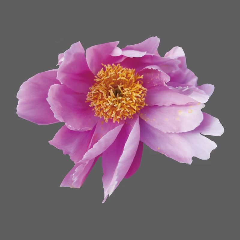 Peony_Dancing_in_Wind