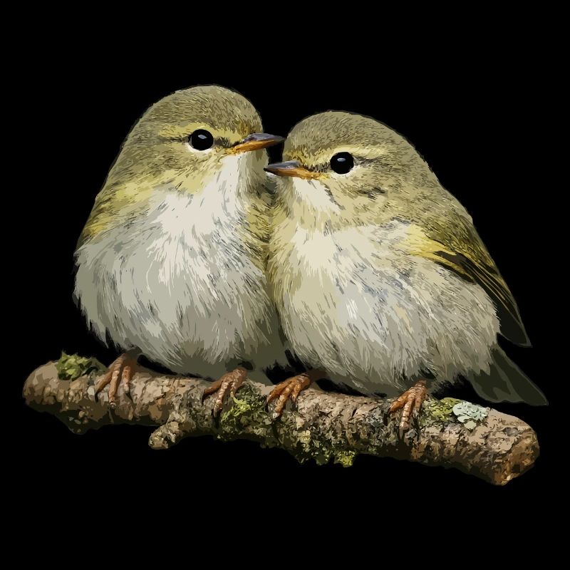 Chiffchaff auf Ast küssen