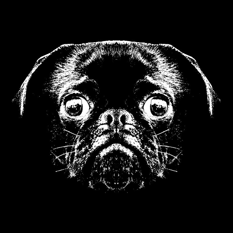 Mops / Gesicht / Kopf