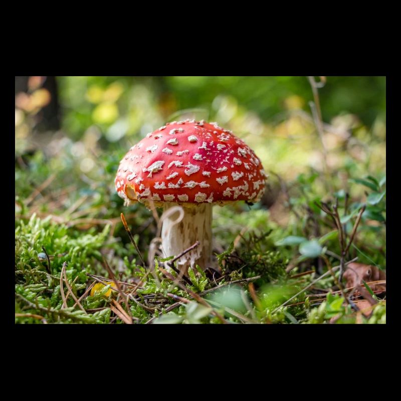 Toadstool