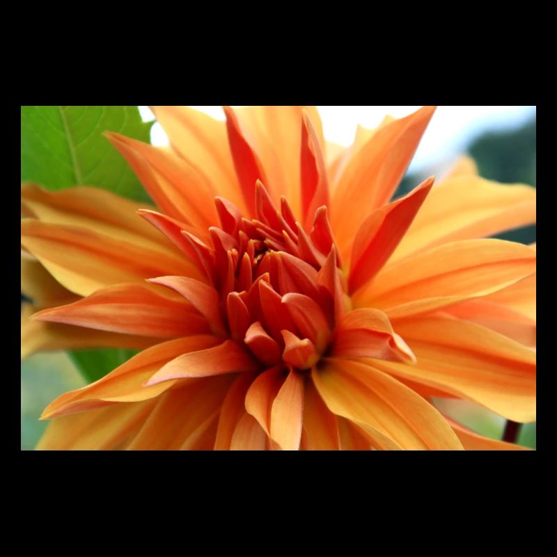 Dahlia Orange Fleur de Saumon, Fleur