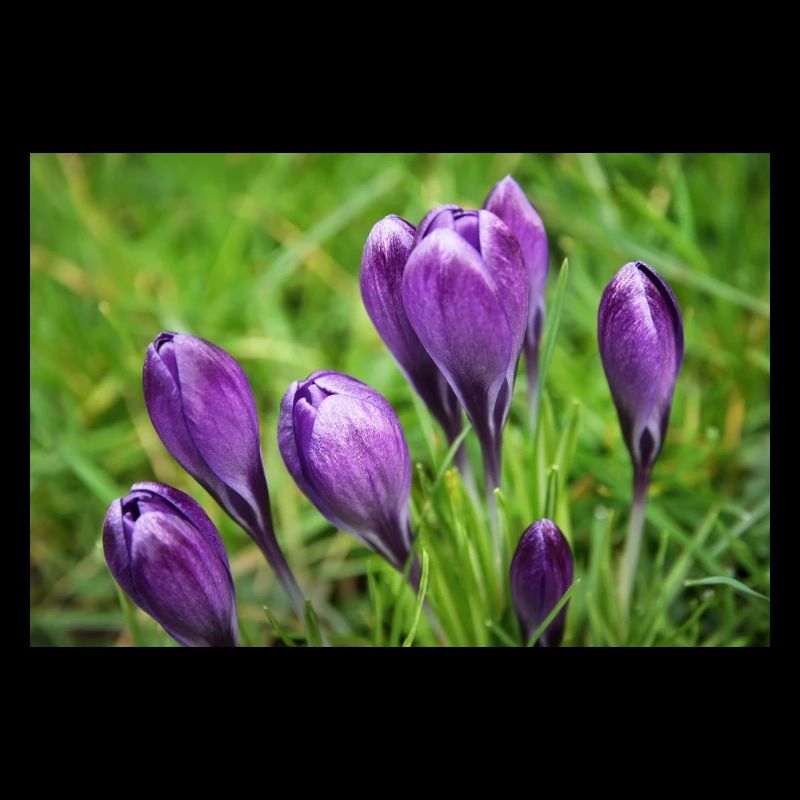Grappe de crocus violet dans le jardin de printemps