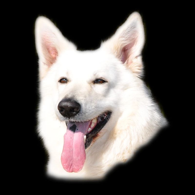 Weißer Schäferhund