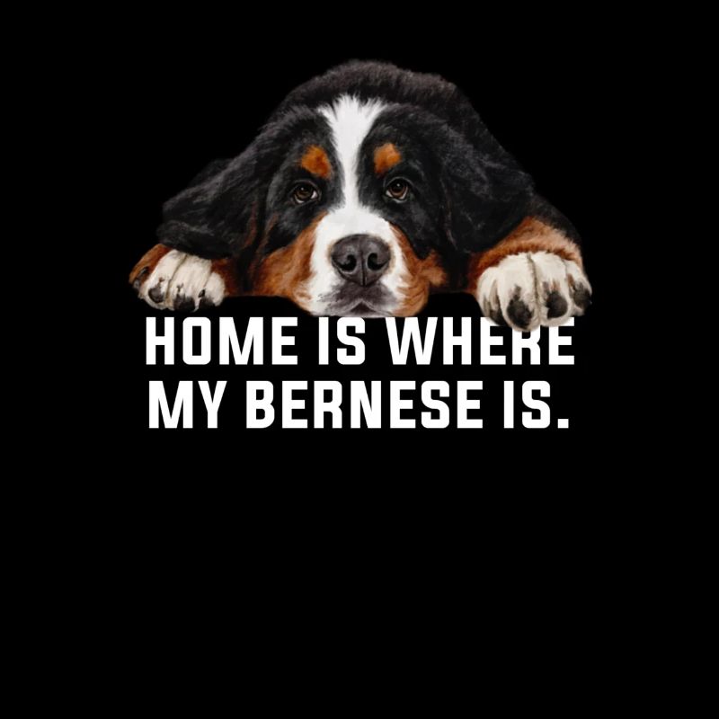 Bouvier bernois