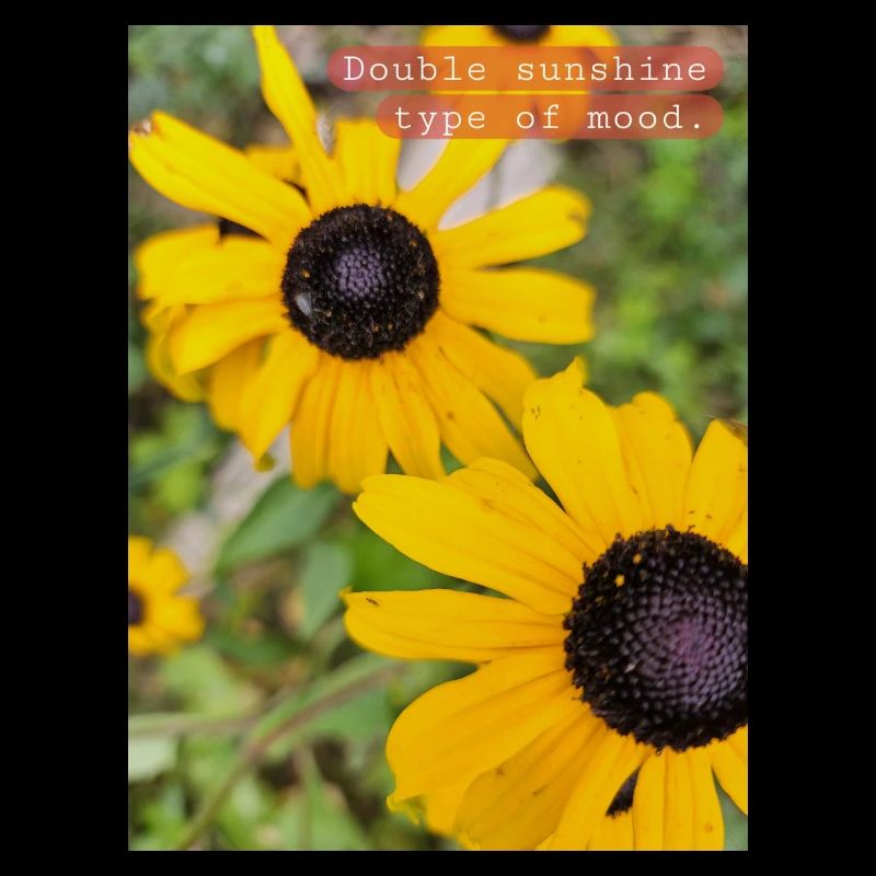 Double sunshine