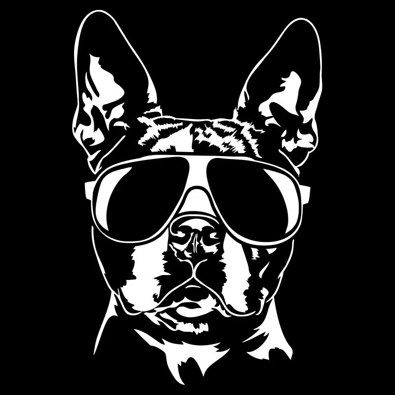 BOSTON TERRIER cool