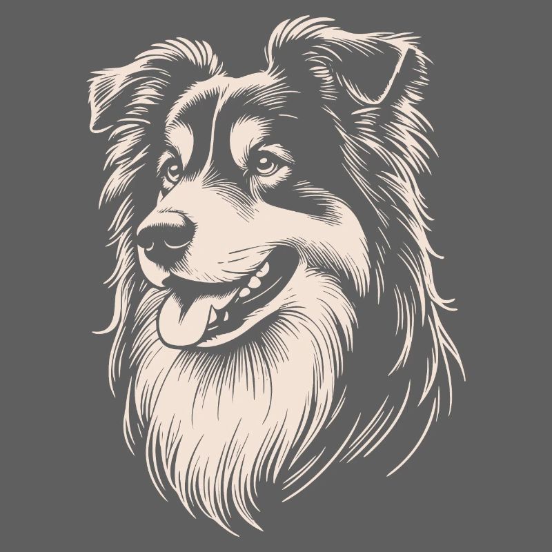 Australian Shepherd Features