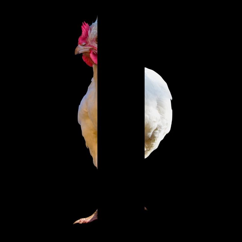 Huhn