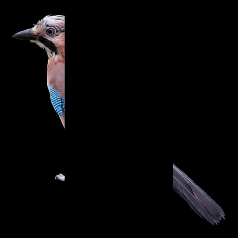 jay am431