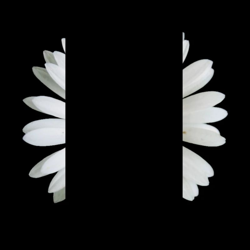 Gänseblümchen - Blume