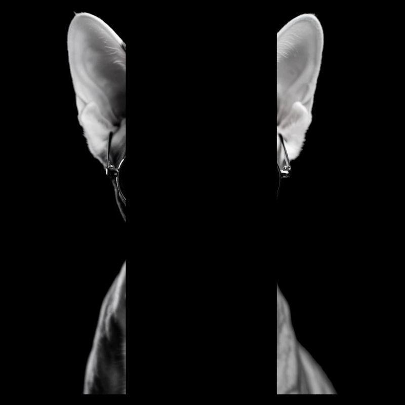 Sphynx peu impressionné