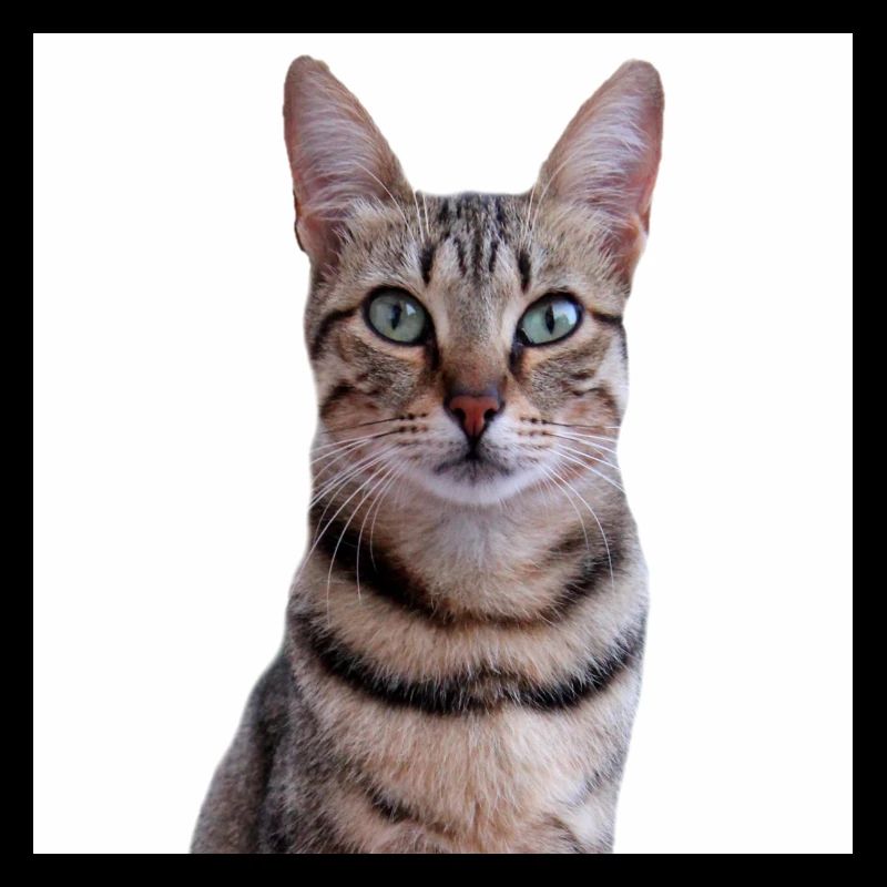 Chat chat chaton doux