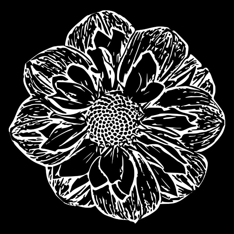 Fleur, Blanc, Fleur Blanche