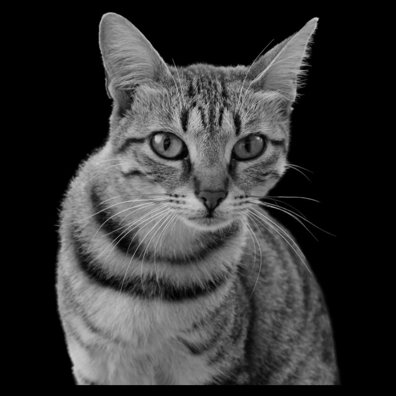 Chat blanc-noir Chat noir et blanc