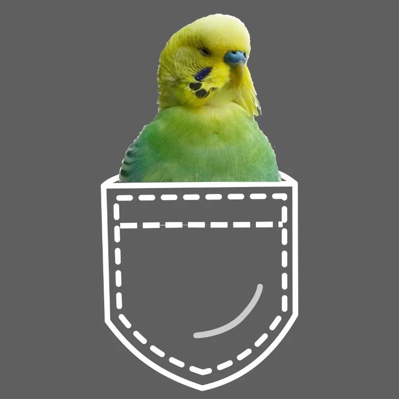 Perruche oiseau