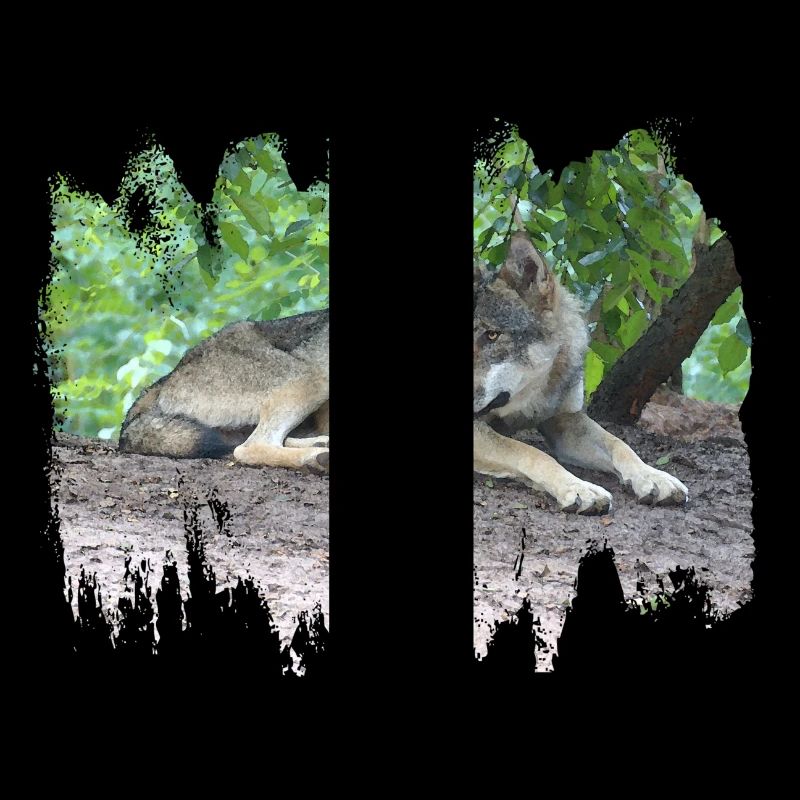 Grey Wolf