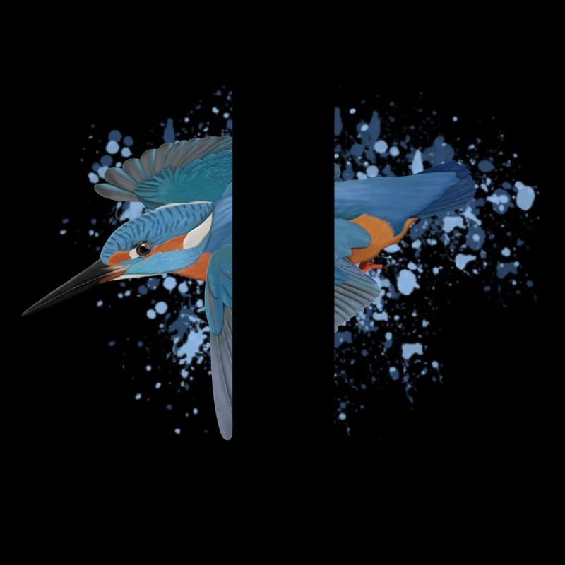 Eisvogel Gartenvogel Singvogel Biologe Vogel