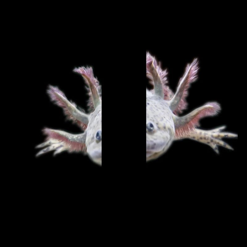 Axolotl