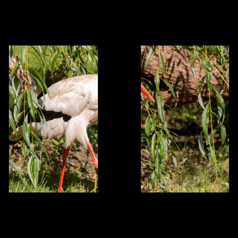 Weißstorch oder Klapperstorch