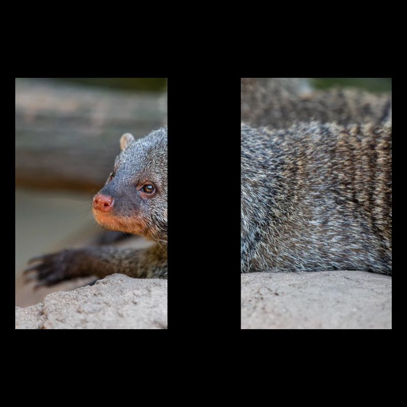 Banded Mongoose or Zebra Mongoose Zebramanguste