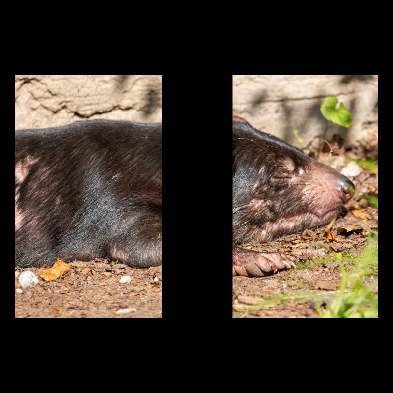 Tasmanian Devil (in german Beutelteufel)