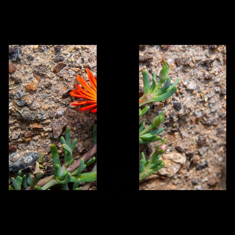 hängende Eisblume winterharte Eisblume rosa Karpfen