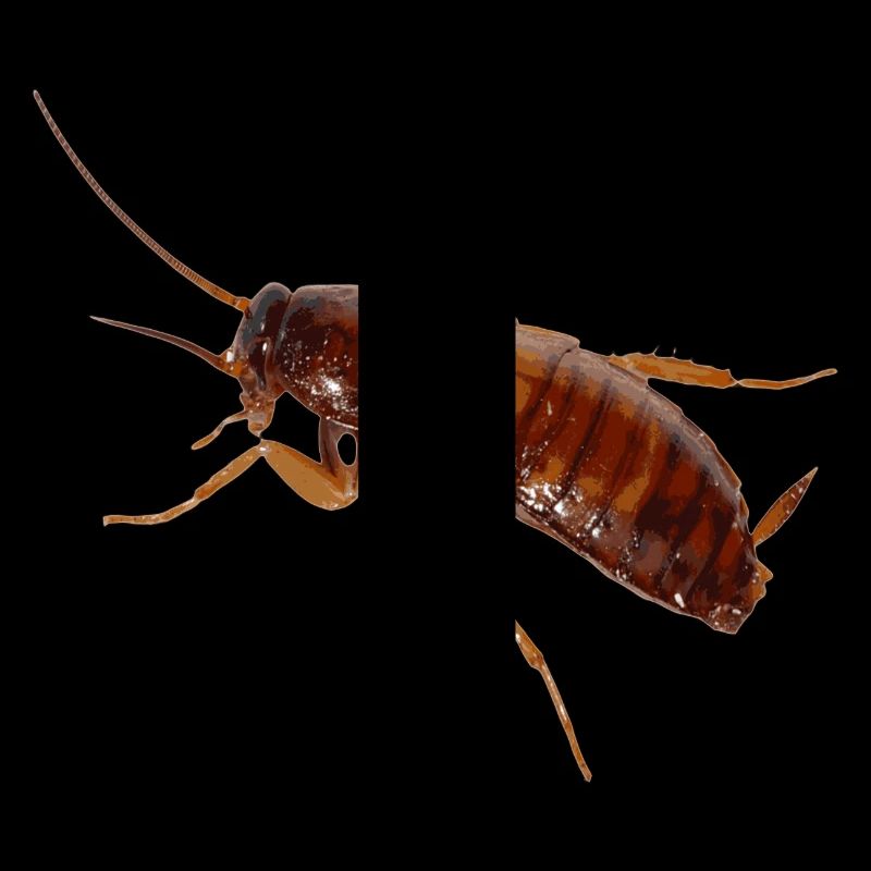 Cafard insecte cafard cafard