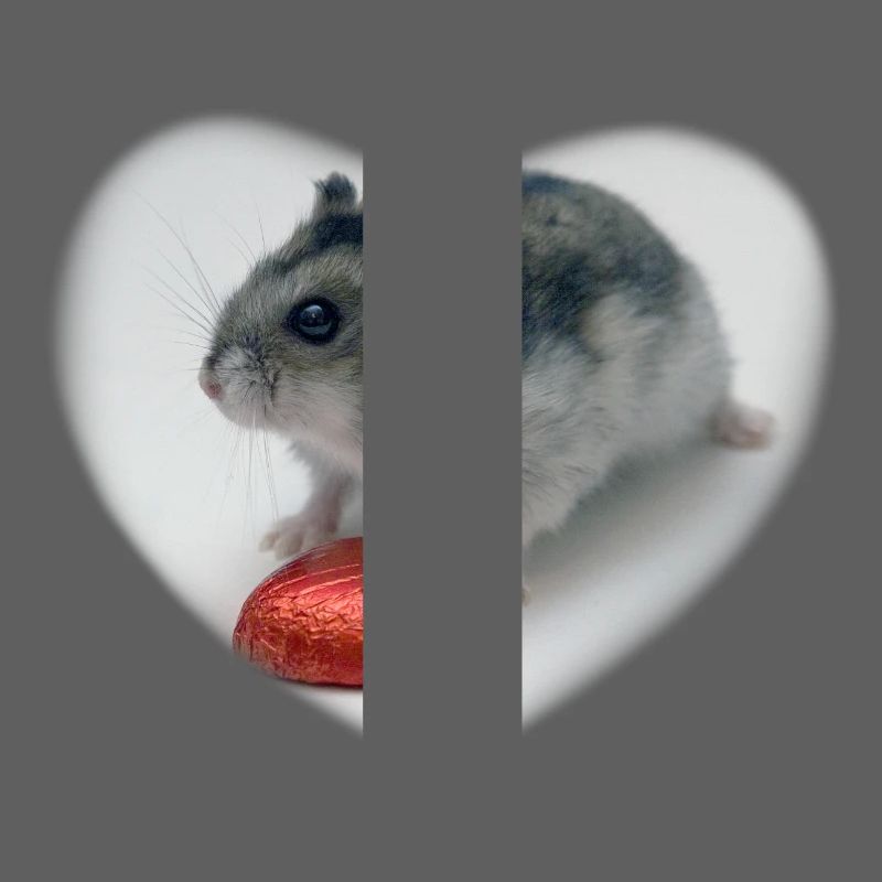 Hearted Hamster