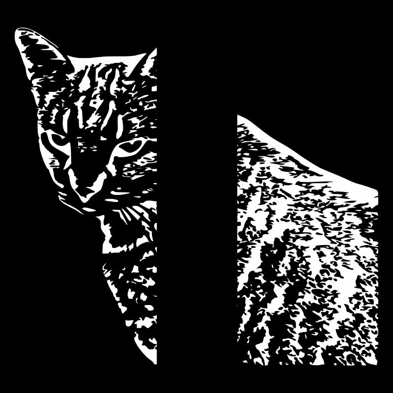 Chat Blanc Blanc Chats