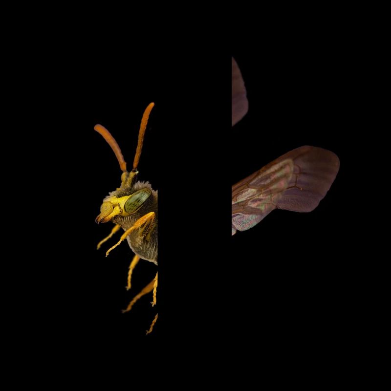 Tshirt guêpe by customstyle