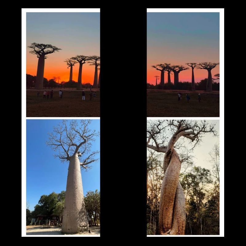 Baobab from Madagascar