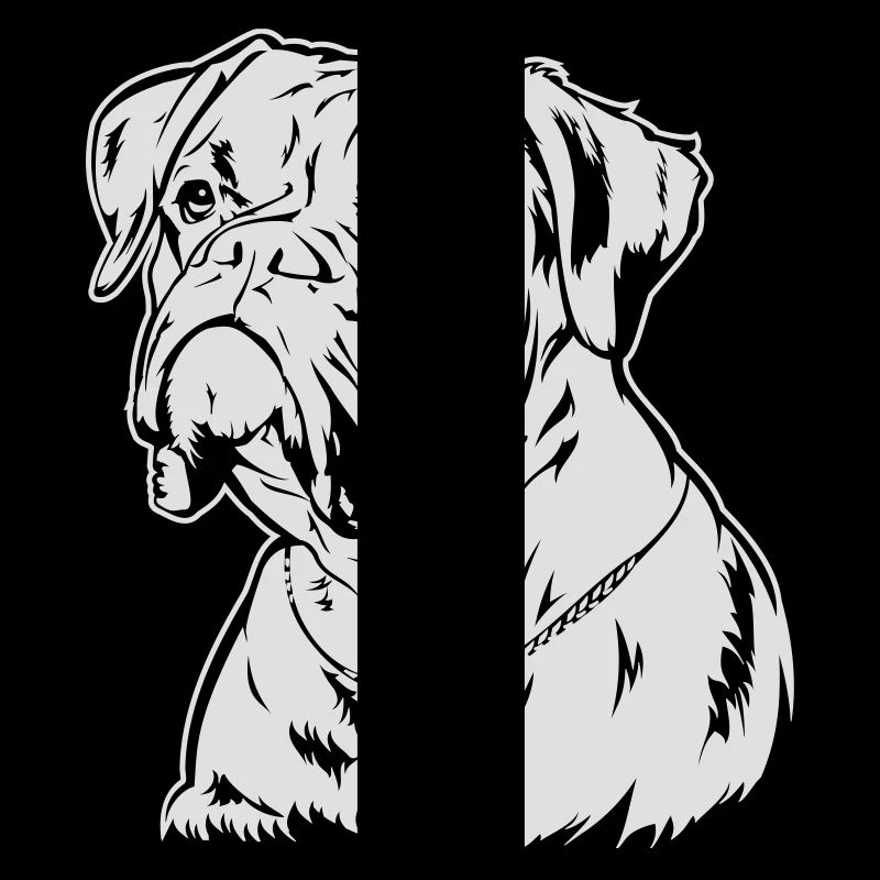 Boxer