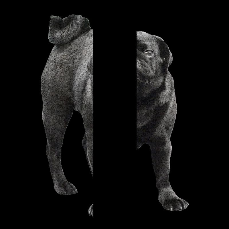 Pug noir