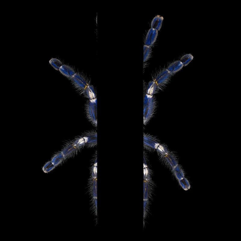 Poecilotheria