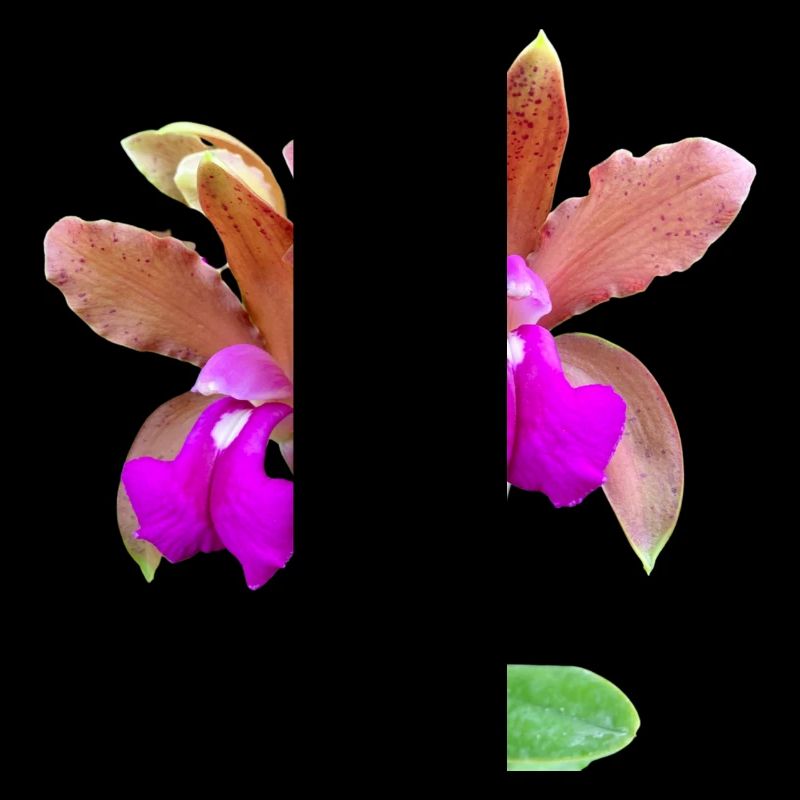 Orchidee Cattleya Hybride Bronze Blüte Orchideen