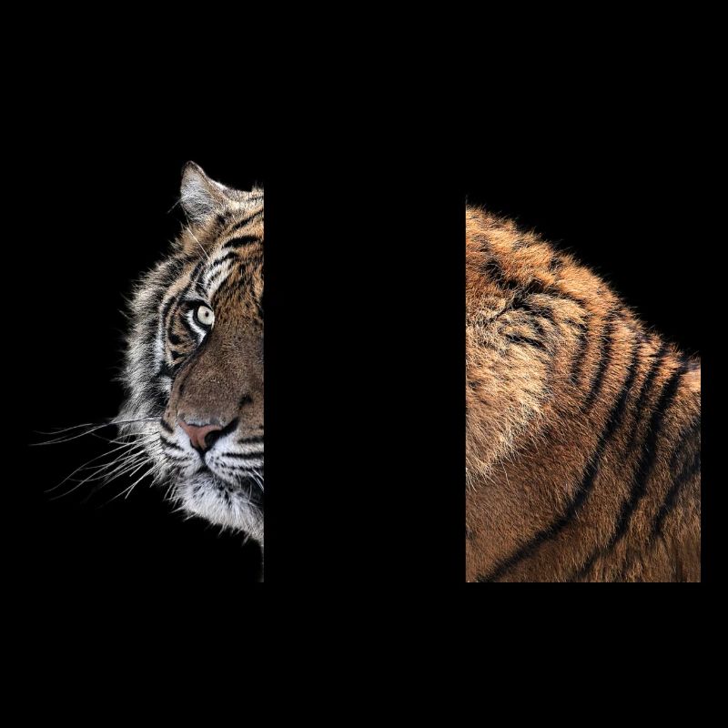 Bengalischer Tiger