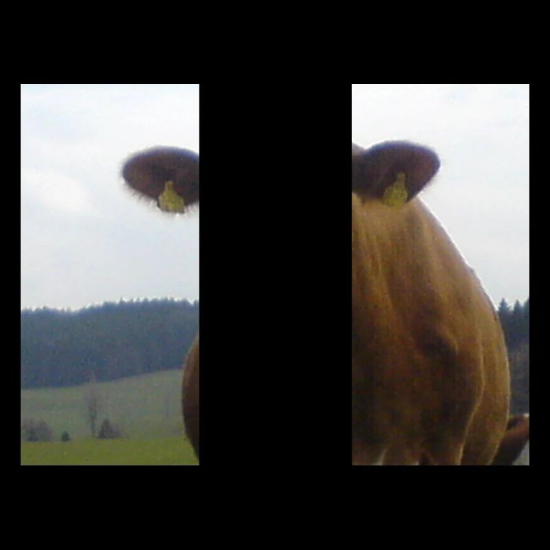 cow