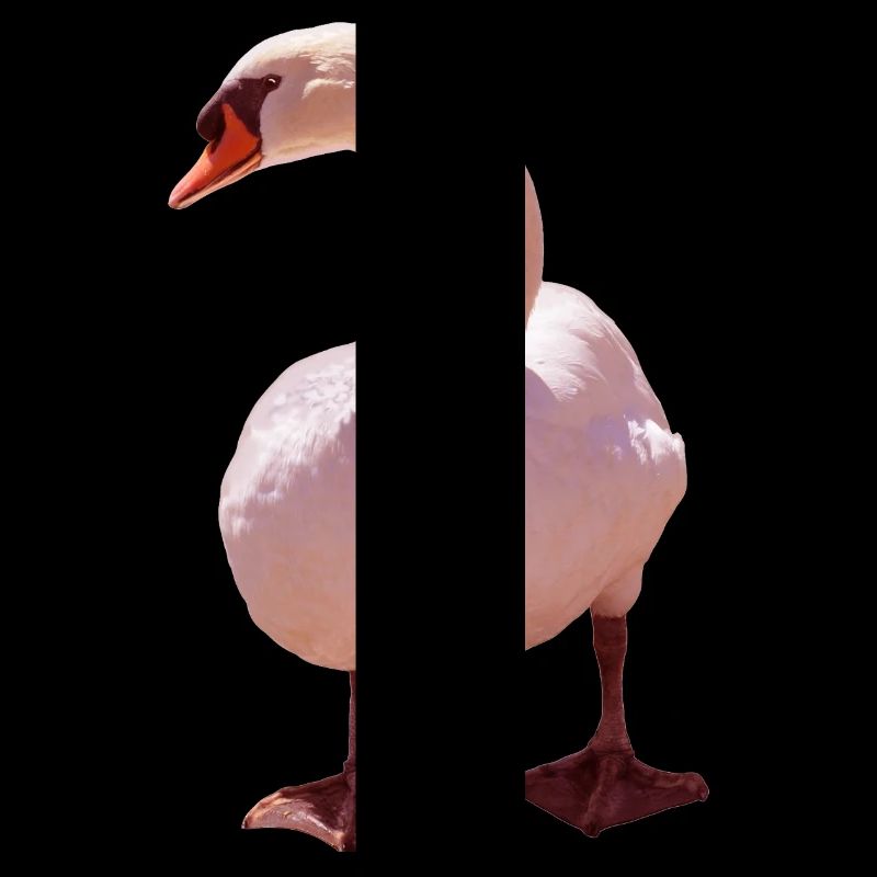 Schwan