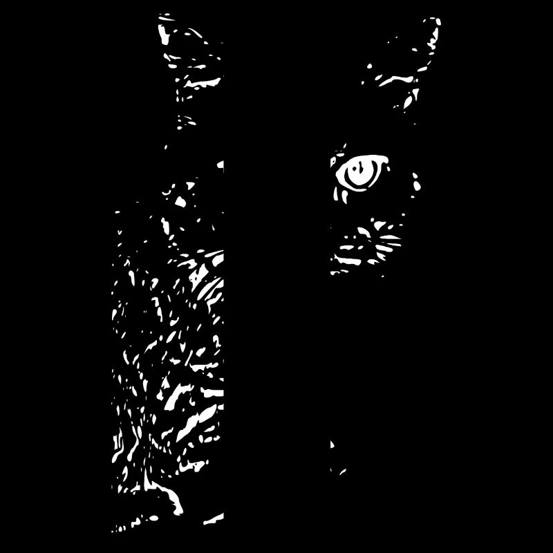 British Shorthair Chat Chat Noir Chats