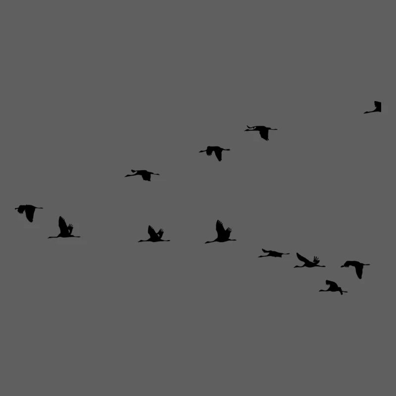 Vögel